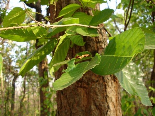 By Pankaj Oudhia - Own work, CC BY-SA 3.0, https://commons.wikimedia.org/w/index.php?curid=22312049
